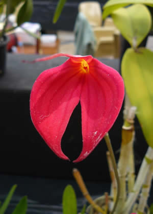 And congratulations to Gordon Clarke for winning Grand Champion with his lovely Phalaenopsis (top).