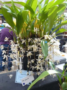 And congratulations to Gordon Clarke for winning Grand Champion with his lovely Phalaenopsis (top).