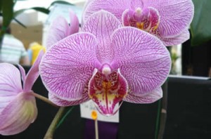 POPULAR VOTE was won by Ken and Dulcie for a beautiful Trichopilia. Photo Dulcie McBain