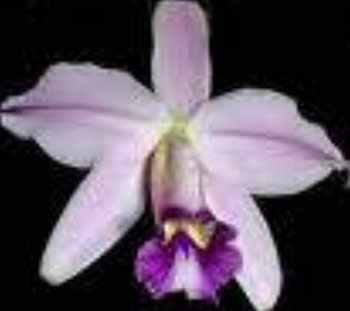 Laelia pumila