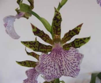 Species Zygopetalum found in Brazil