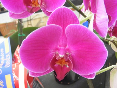 A lovely Phalaenopsis