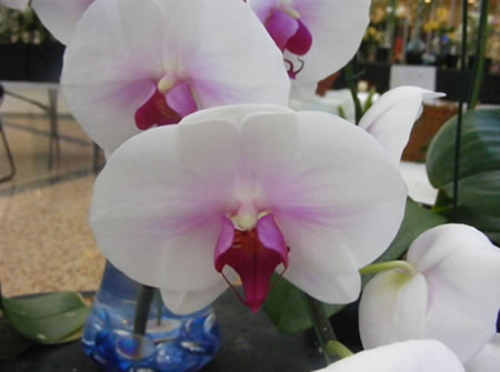 Lovely white Phalaenopsis