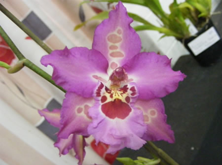 I think this is a Vuylstekeara Fall in Love “Valentine”, an example of the lovely intergeneric hybrids being produced in this alliance. It is a cross between Cochlioda, Miltonia and Odontoglossum.