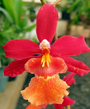  Burrageara Stephan Isler. This is a cross between Cochlioda, Miltonia, Odontoglossum and Oncidium.