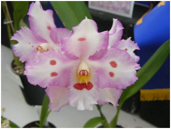 There should be some of these Oncidium intergeneric orchids in flower for our Autumn Show.