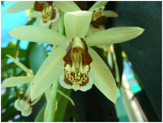 There are some Coelogyne tomentosas in flower now.  This species quickly develops into large plants with many flowers cascading down from the pot.