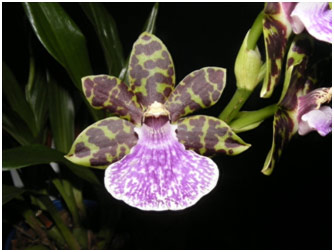 Zygopetalums are becoming increasing popular.