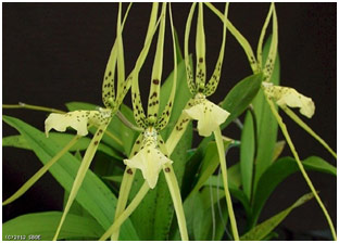 Note the “spidery “ flowers on a Brassia verrucosa.