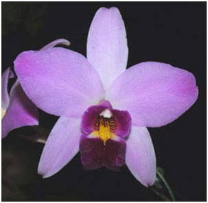 A Laelia anceps.