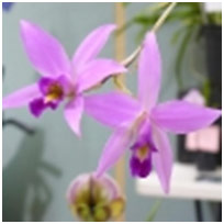 Laelia anceps at our Autumn Show in 2009.