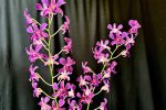 Grand Champion Dendrobium Bubble Gum