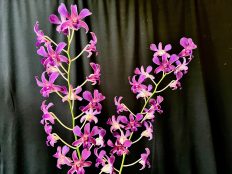 Grand Champion Dendrobium Bubble Gum